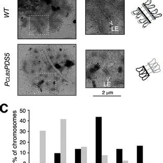 Sc Formation During Meiosis A Immunofluorescence Analysis Of Sc