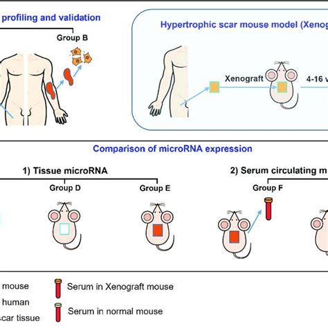 Schematic Diagram Of The Experiments Download Scientific Diagram