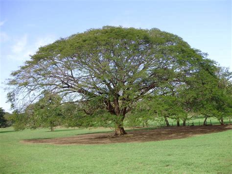 Guanacaste e higuerón árboles muy distintos pero que ticos confunden