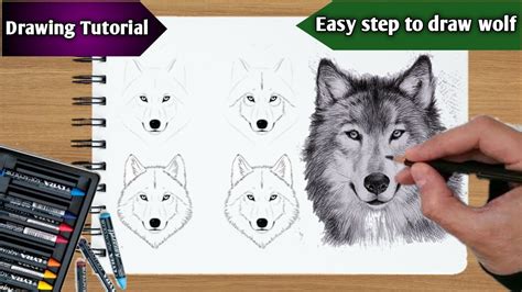 How To Draw Realistic Wolf For Beginnersstep By Step Draw Wolf Youtube