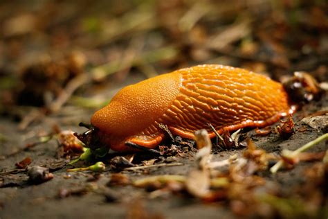 Slug Animal Forest Red - Free photo on Pixabay - Pixabay