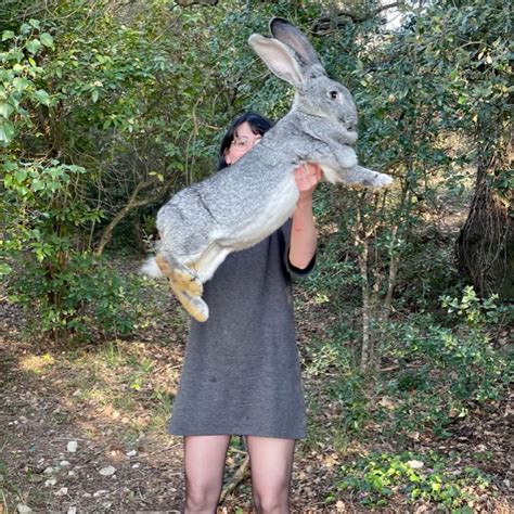 Le lapin géant des Flandres manuel complet