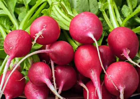 Rabanete Se Come Cru Ou Cozido - Rabanete se come cru ou cozido? - Marmitex de Sucesso
