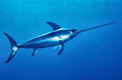 Florida Keys Swordfish Spots & GPS Coordinates - Keys Swordfish Fishing