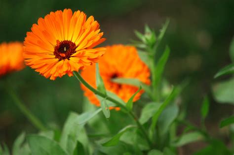 Fleur Orange Fleurs Le Photo Gratuite Sur Pixabay Pixabay