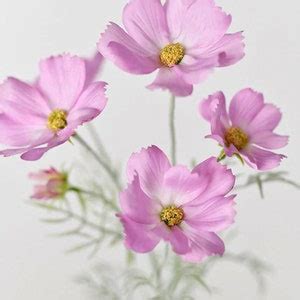 24 Artificial Cosmos Flowers Realistic Faux Flower Silk Cosmos Stem