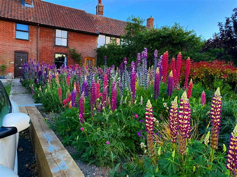 242 best Lupine images on Pholder | Gardening, Earth Porn and Maine