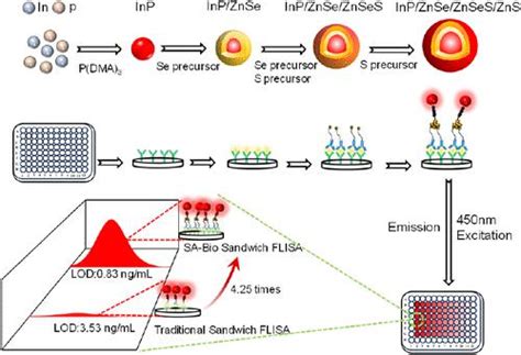 Highly Sensitive Stable Inp Quantum Dot Fluorescent Probes For