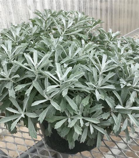 Artemisia GardenGhost™ Artemisia from Prides Corner Farms