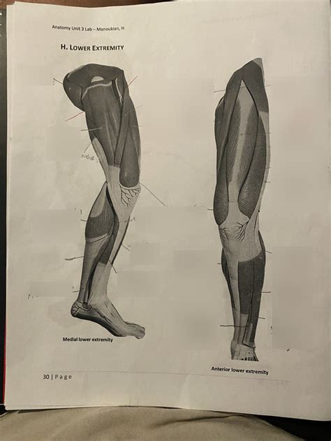 leg muscles Diagram | Quizlet