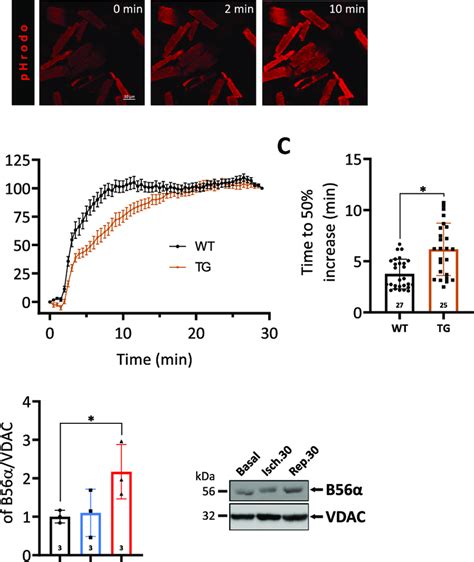 Delayed Development Of Acidosis In Tg Cardiomyocytes During Ischemia