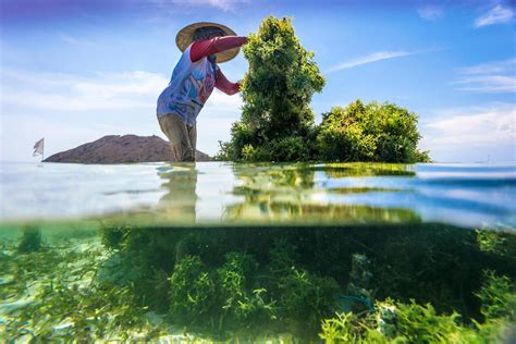 Seaweed is a win for you, the ocean, and the planet | Magazine Articles ...