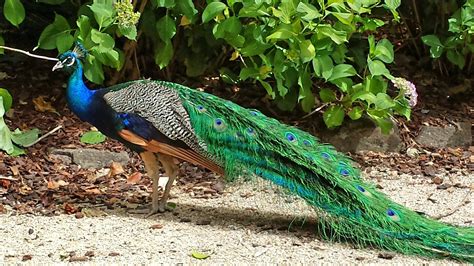 Peacock at Cataract Gorge, Tasmania Tasmania, Peacock, Animals, Animales, Animaux, Peacocks ...