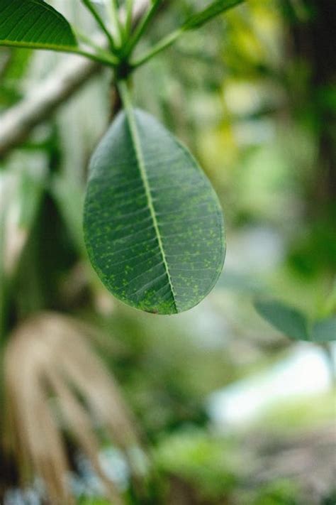 Green Leaf in Close Up Photography · Free Stock Photo