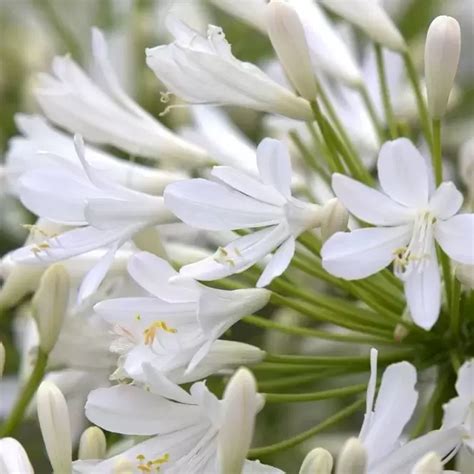 Agapanthus Bridal Bouquet 7 5L Cowell S Garden Centre Woolsington