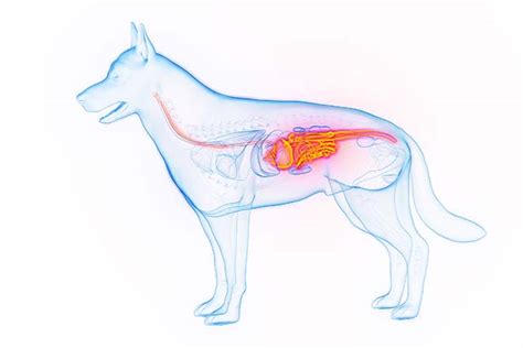 Bauchspeicheldrüsenentzündung beim Hund go4vet