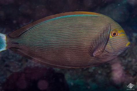 Elongate Surgeonfish Facts And Photographs Seaunseen