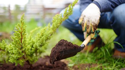 Guide to Planting Trees and Shrubs - Rosedale Nurseries