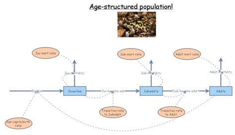 In Class Exercise Age Structured Population Growth Insight Maker