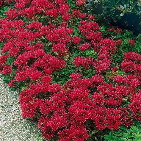 Dark Pink Summer Glory Sedum Plant Seedsspuriumperennial 40 Etsy