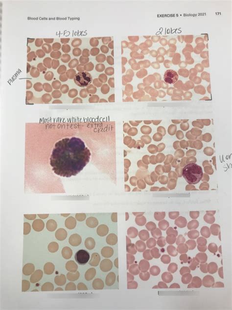 White Blood Cells Diagram Quizlet