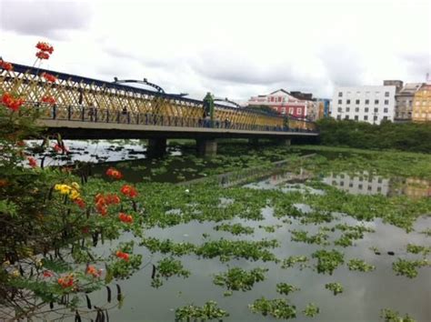 Rio Capibaribe Ponte Da Boa Vista Baronesas Boiando Na Gua