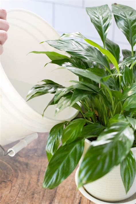 How To Fertilize Peace Lily Step By Step Guide With Pictures And Video