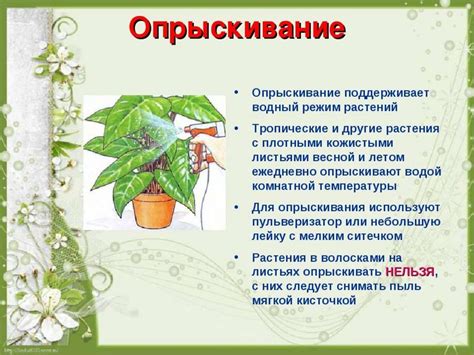 Комнатные растения. правила ухода за комнатными растениями - online ...