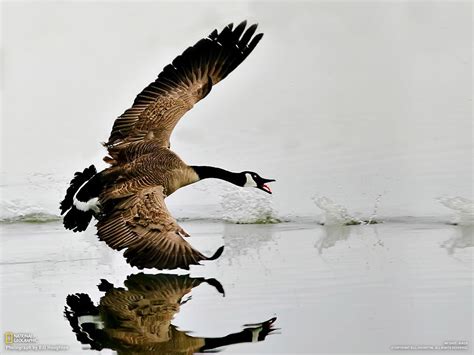 Goose, Canadian, landing - Birds that are seen at the Don Edwards San