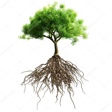 Tree Roots Background