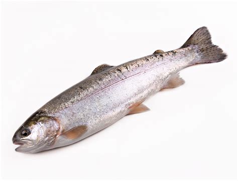 Мальки форели радужной купить для зарыбления