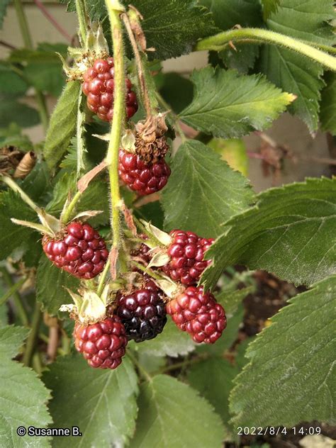 Berries Sue N Flickr