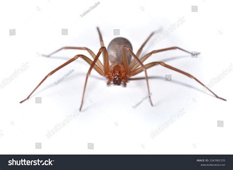 Poison Spider: Over 33,878 Royalty-Free Licensable Stock Photos ...