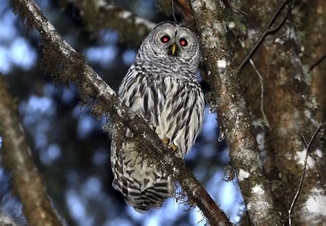 Why Have Us Wildlife Officials Planned To Kill Half A Million Barred Owls Know About The