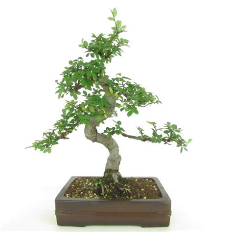 Chinesische Ulme Ulmus Parvifolia Bonsai Zentrum Armbruster