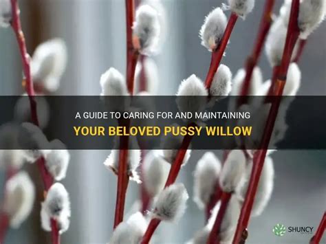 A Guide To Caring For And Maintaining Your Beloved Pussy Willow ShunCy