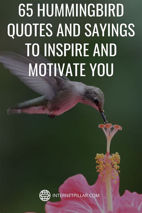 65 Hummingbird Quotes And Sayings To Inspire And Motivate You Quotes