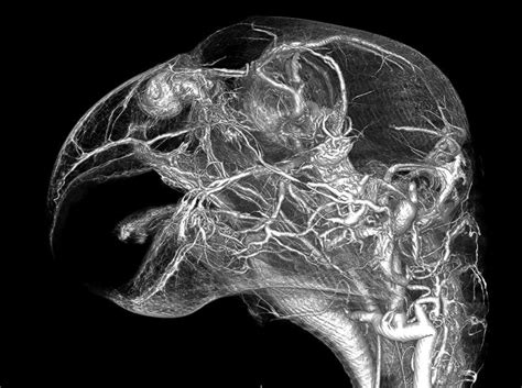 The Grey Parrot Anatomy Research Project