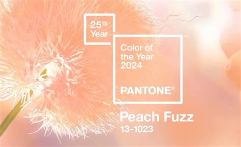 2024 Color Of The Year Peach Fuzz — La Closet Design