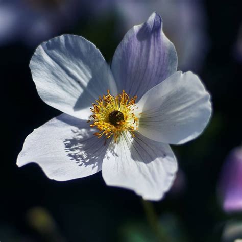 Anemone flower meaning and history. Learn more about this lovely plant