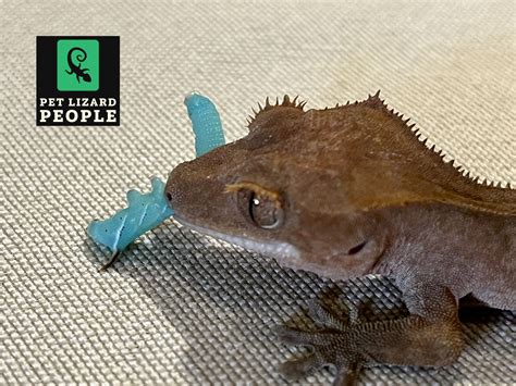 What Insects Can Crested Geckos Eat A Complete Guide