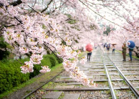 15 Best Places to Photograph Cherry Blossoms in Kyoto in 2024