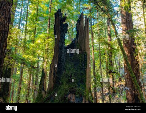 A Fire Damaged Redwood Tree Stump In Armstrong Redwoods State Natural Reserve Sits Among The