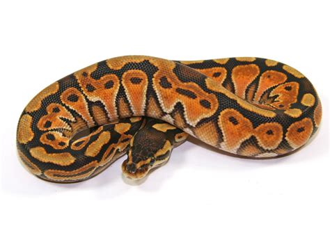 Morph List - World of Ball Pythons