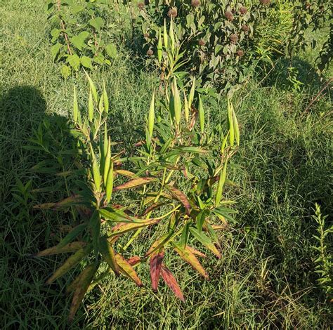 Swamp Milkweed Seeds Native Plants Seed Packet Asclepias - Etsy