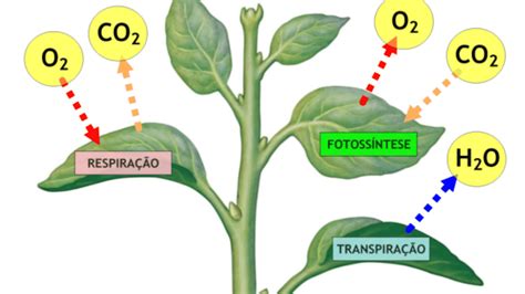 Ciclo Do Carbono O Que é Definição Característica Etapas E Importância