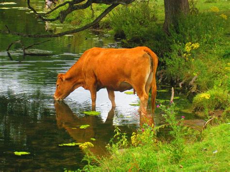 Cow Drinking Lake - Free photo on Pixabay - Pixabay