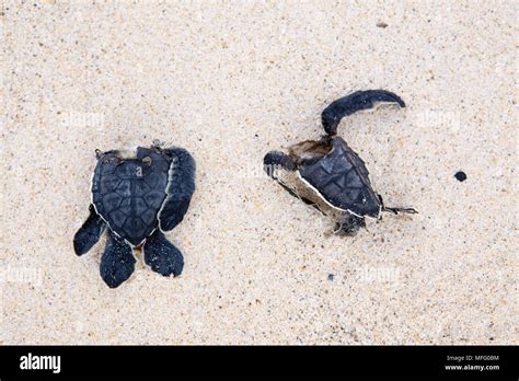 Dead Turtle On Beach