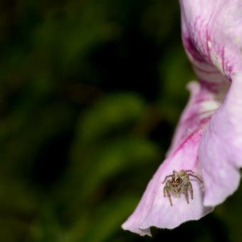 Fotos Gratis Flor P Talo Nica Flora Arbusto Araa Fotograf A