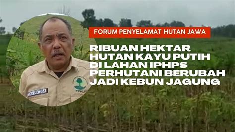 Ribuan Hektar Hutan Kayu Putih Di Lahan Iphps Perhutani Berubah Jadi